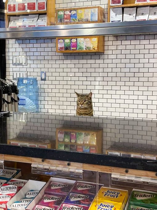 Real bodega cat from NYC